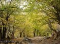 گزارش تصویری از فصل پاییز در جنگل ابر شاهرود